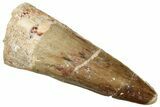 Fossil Spinosaurus Tooth - Real Dinosaur Tooth #329699-1